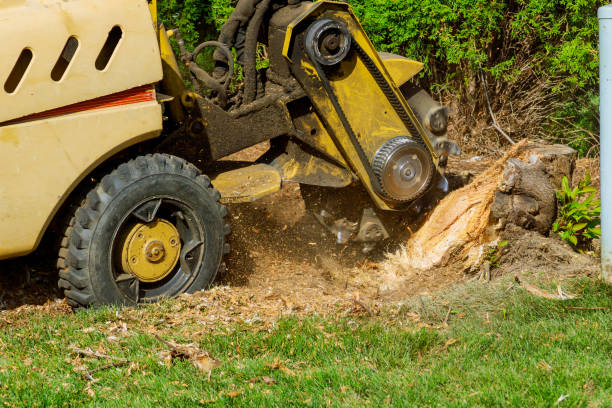 Best Aeration Services  in Fort Salonga, NY
