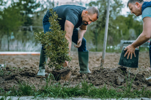 Best Palm Tree Trimming  in Fort Salonga, NY