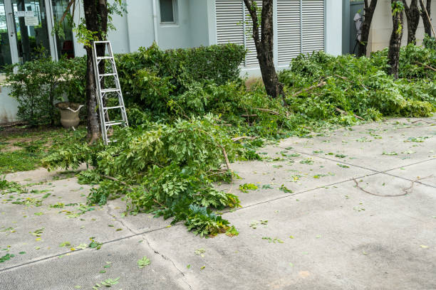 Best Hedge Trimming  in Fort Salonga, NY