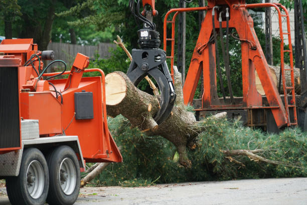 Best Arborist Consultation Services  in Fort Salonga, NY