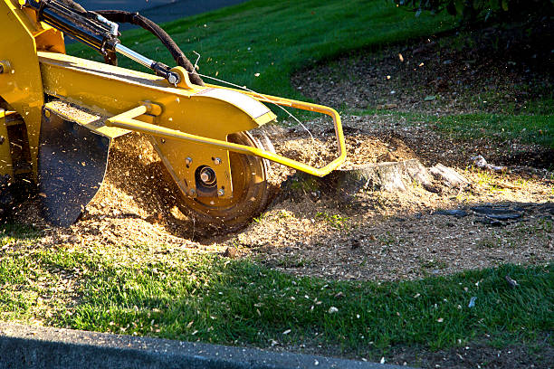 Best Tree Maintenance Programs  in Fort Salonga, NY